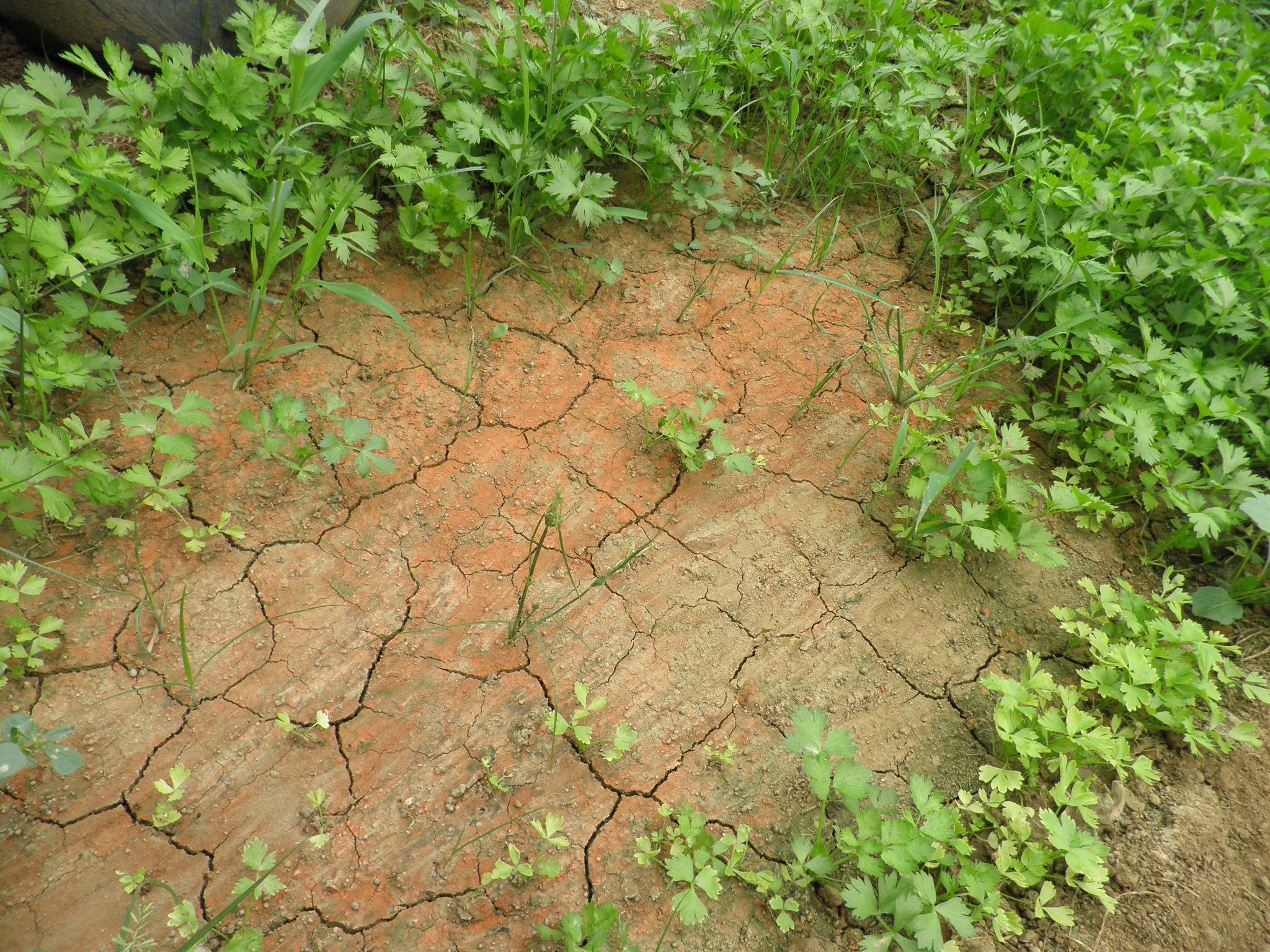 GPS土壤水分溫度鹽分PH速測(cè)儀